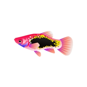 Ruby Painted Platy